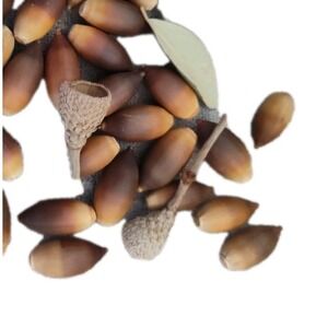25 Acorn Seeds North Texas Live Oak Crafting Planting Deer Squirrel Float Tested